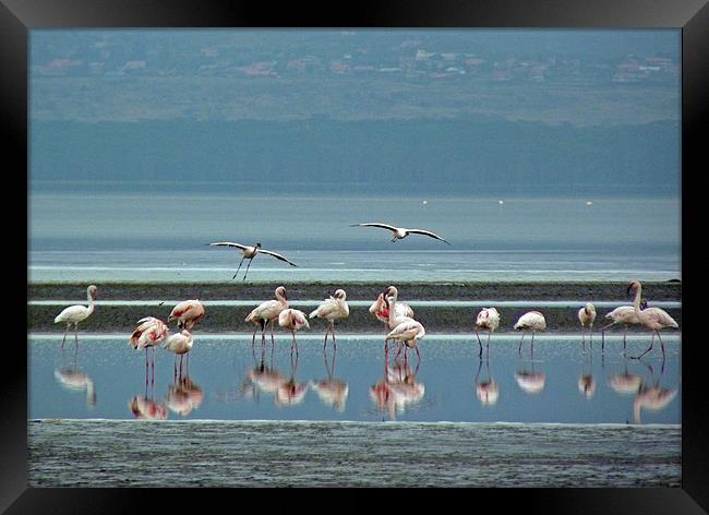 Flamingo on Lake Nakuru Framed Print by Tony Murtagh