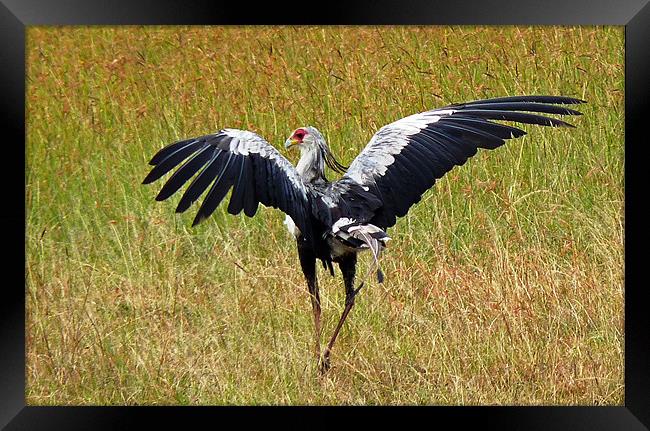 Secretary bird Framed Print by Tony Murtagh