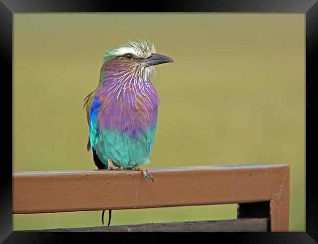 Lilac breasted roller Framed Print by Tony Murtagh