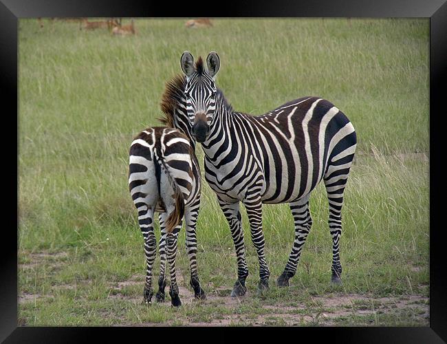 Pair of zebra Framed Print by Tony Murtagh