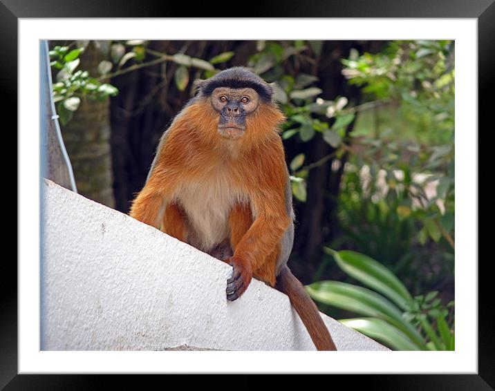 Red Colobus Monkey Framed Mounted Print by Tony Murtagh