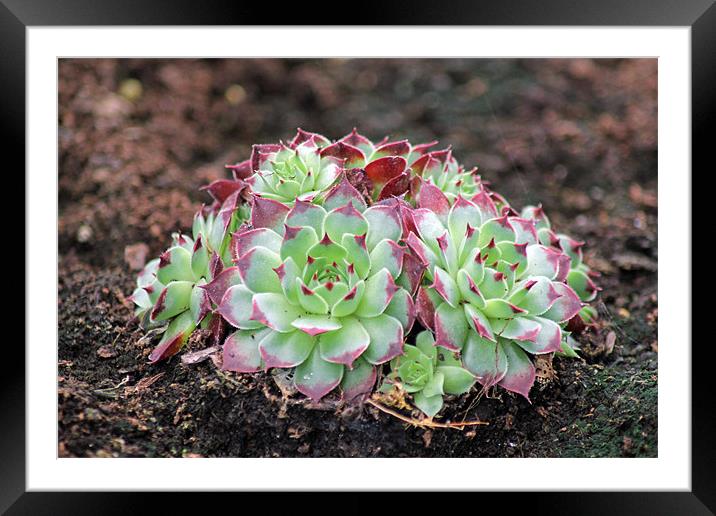 Hen and Chicks Framed Mounted Print by Tony Murtagh