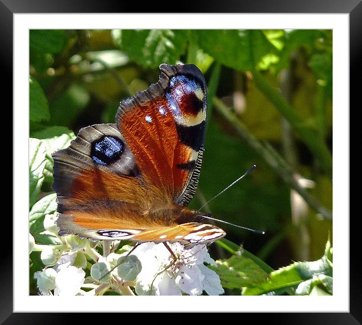 Peacock Butterfly Framed Mounted Print by Tony Murtagh