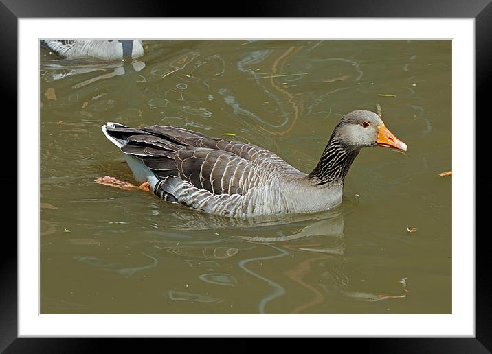 Greylag Goose Framed Mounted Print by Tony Murtagh