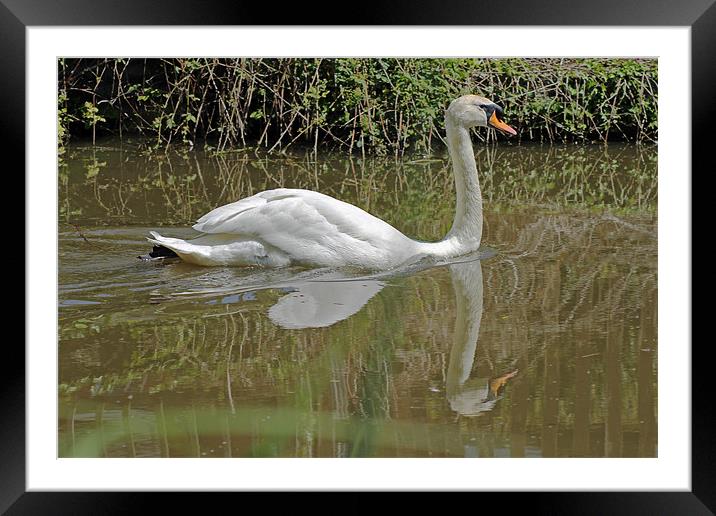 Mute Swan Framed Mounted Print by Tony Murtagh