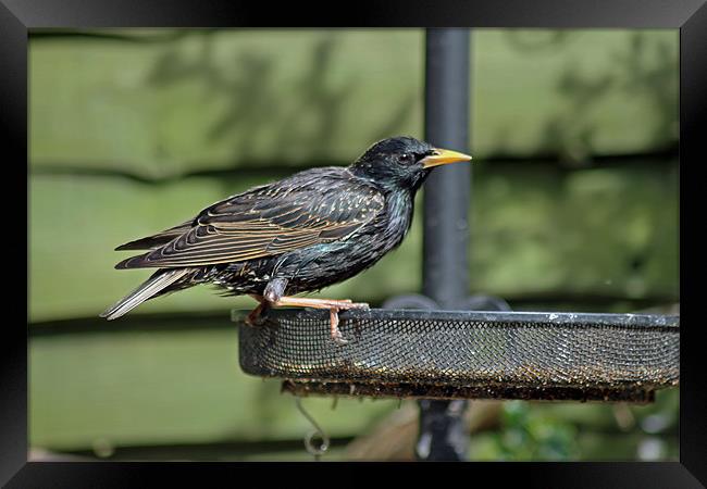 Starling on bird feeder Framed Print by Tony Murtagh