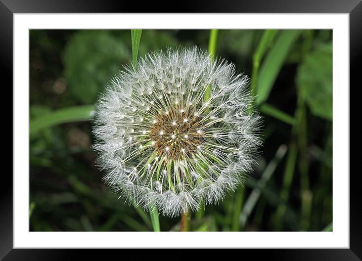 Dandelion Seed Head Framed Mounted Print by Tony Murtagh