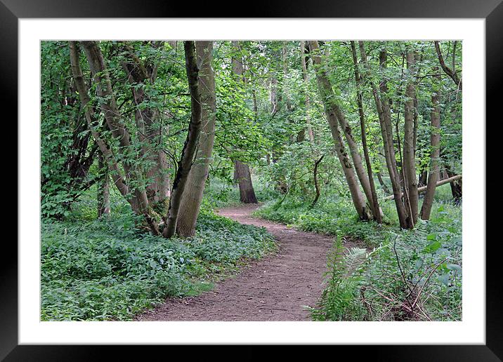 Woodland Path Framed Mounted Print by Tony Murtagh