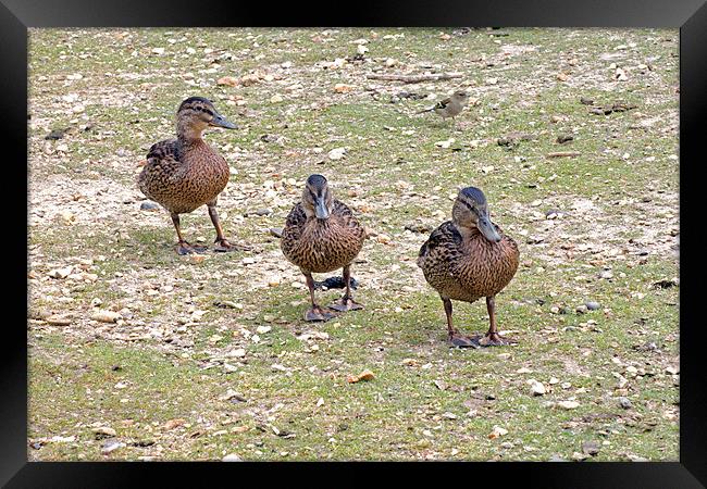 Ducklings Framed Print by Tony Murtagh