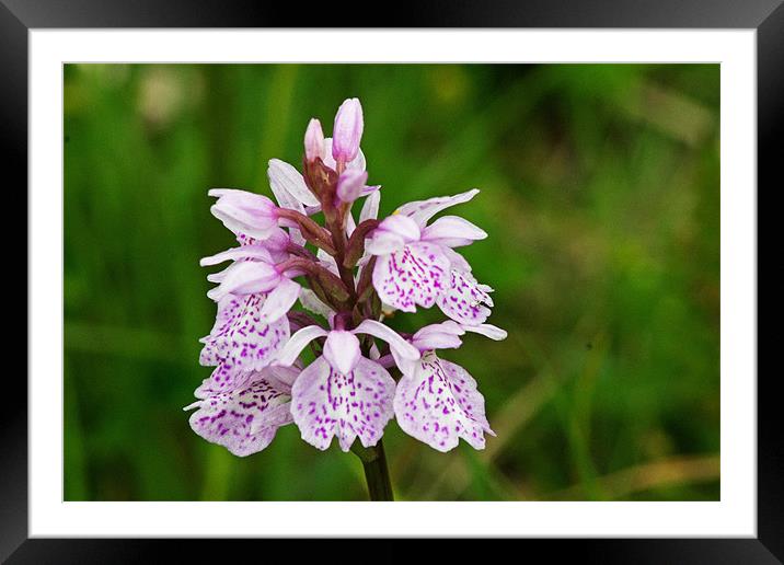 Heath Spotted Orchid Framed Mounted Print by Tony Murtagh