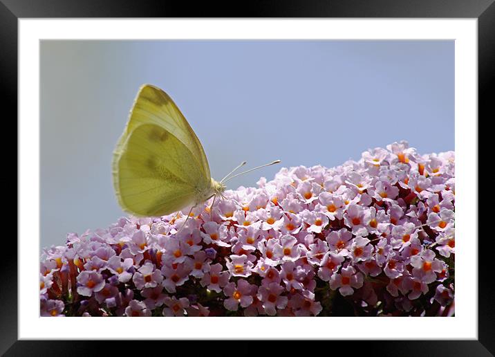 Butterfly on Buddleia Framed Mounted Print by Tony Murtagh
