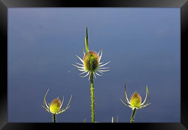 Trio of Teasels Framed Print by Tony Murtagh