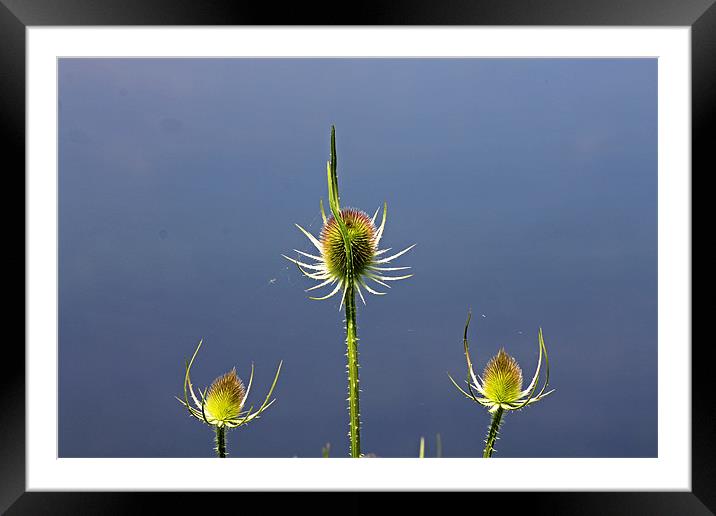 Trio of Teasels Framed Mounted Print by Tony Murtagh
