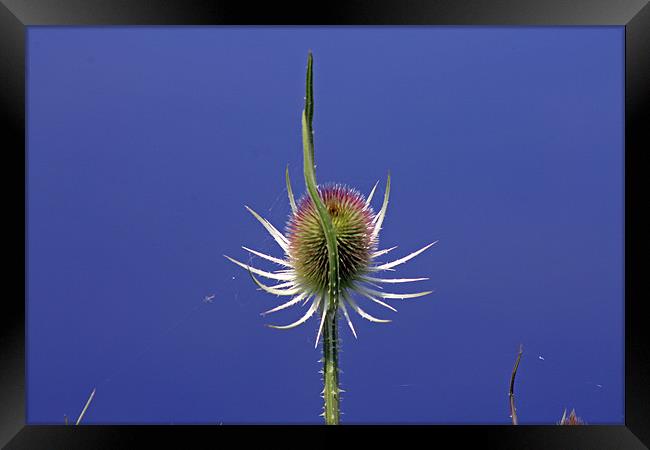 A single teasel Framed Print by Tony Murtagh