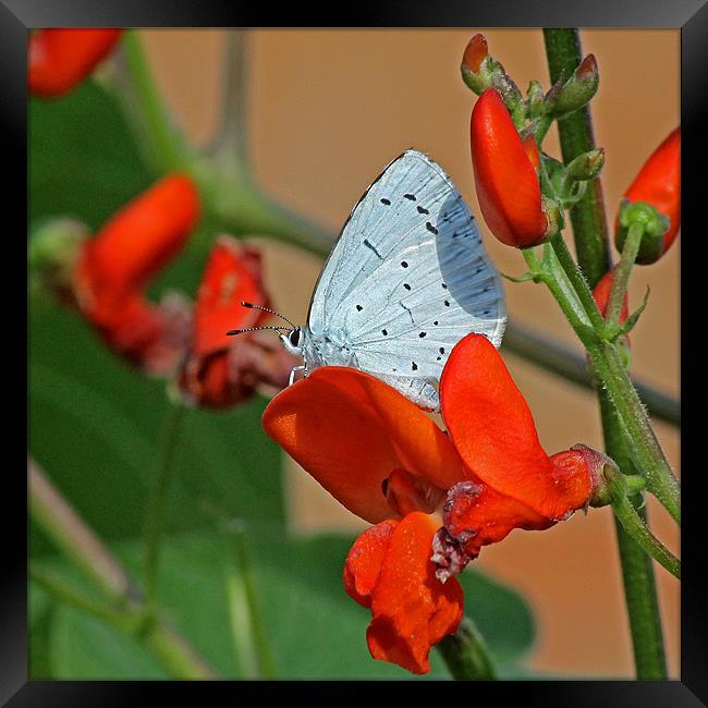 Small Blue Butterfly Framed Print by Tony Murtagh