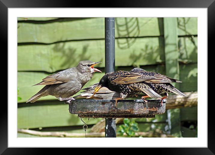 Feeding Time Framed Mounted Print by Tony Murtagh