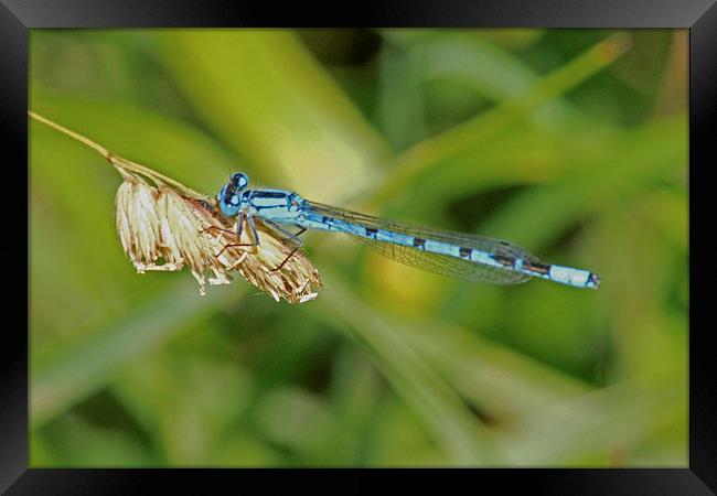 Azure Damselfly Framed Print by Tony Murtagh