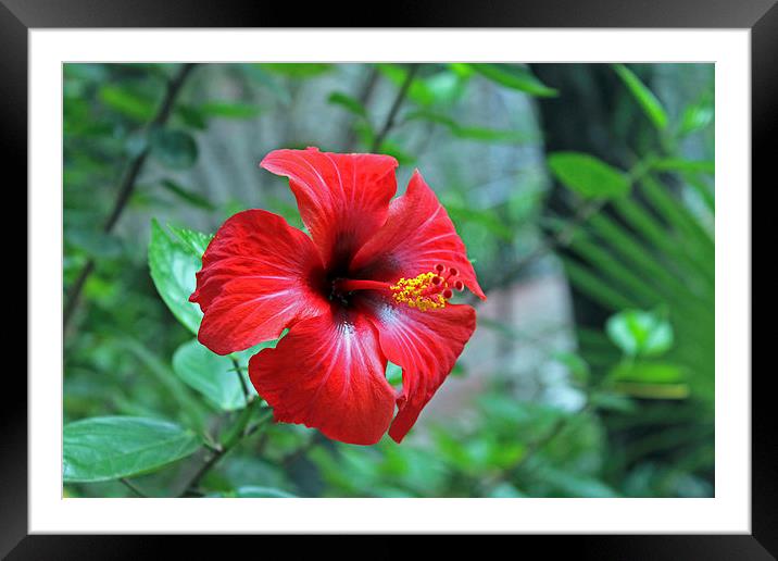 Red Hibiscus Framed Mounted Print by Tony Murtagh