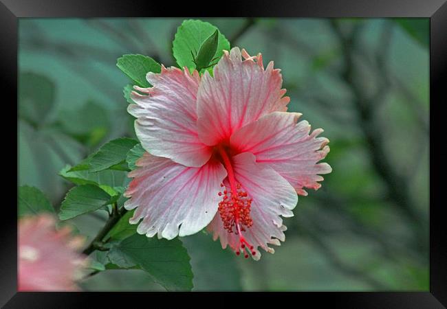 Pink Hibiscus Framed Print by Tony Murtagh