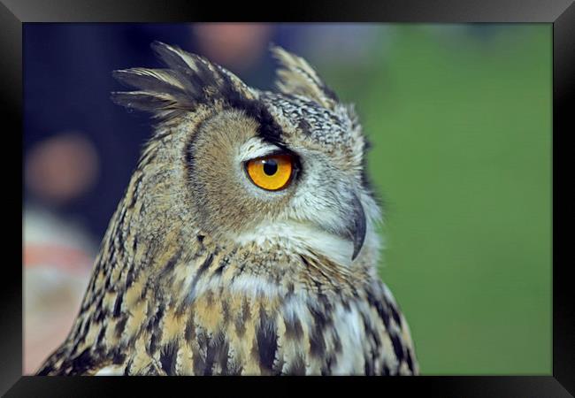 European Eagle Owl Framed Print by Tony Murtagh