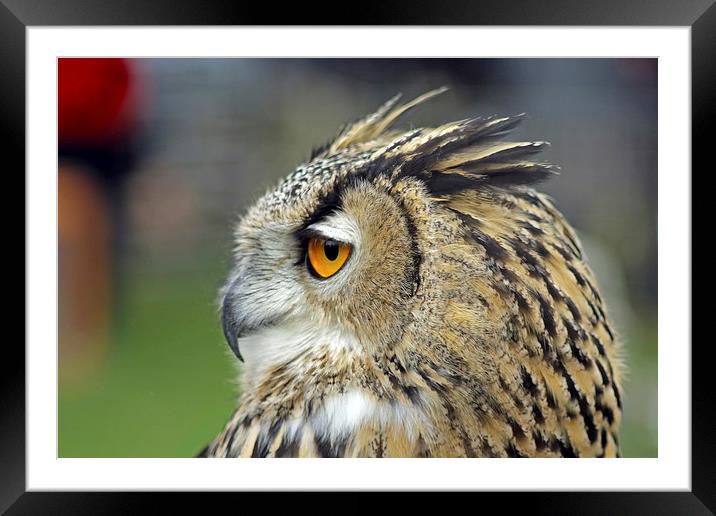 European Eagle Owl Framed Mounted Print by Tony Murtagh