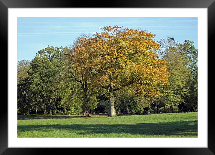 Autumn Tree Framed Mounted Print by Tony Murtagh