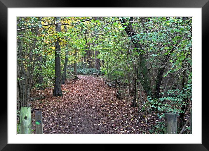 Autumn Woods Framed Mounted Print by Tony Murtagh