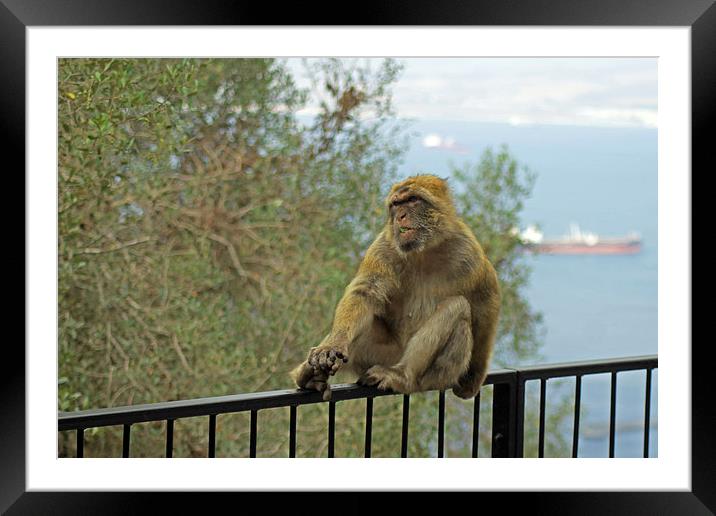 Barbary Macaque Framed Mounted Print by Tony Murtagh