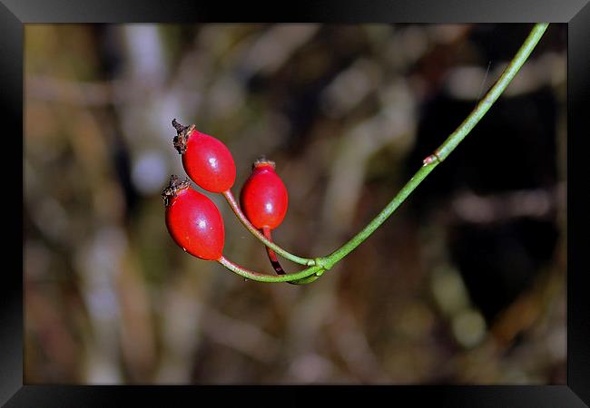 Rose hips Framed Print by Tony Murtagh