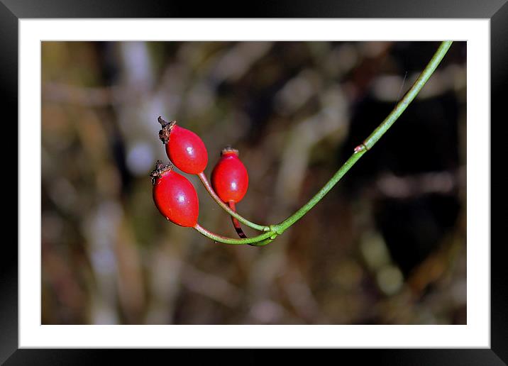 Rose hips Framed Mounted Print by Tony Murtagh