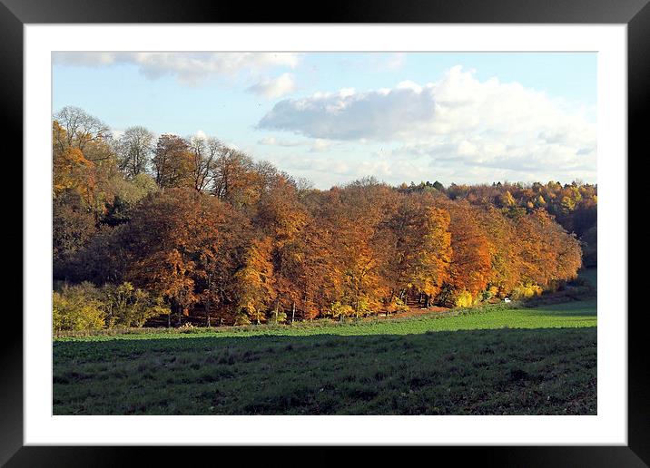 Autumn Tree Line Framed Mounted Print by Tony Murtagh