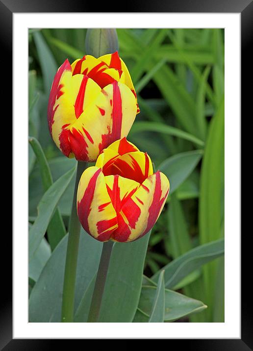 Tulips Framed Mounted Print by Tony Murtagh