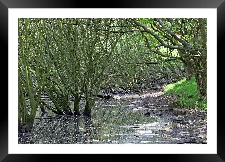 Woodland Pond Framed Mounted Print by Tony Murtagh