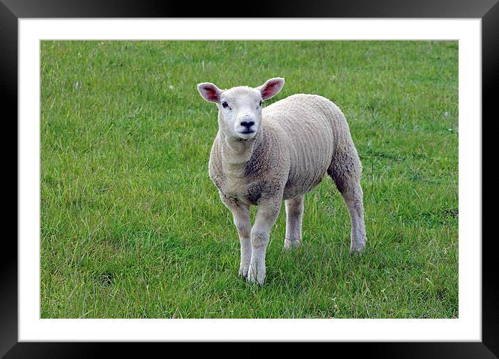 Spring Lamb Framed Mounted Print by Tony Murtagh
