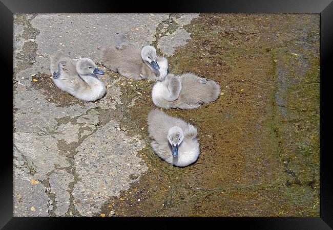 Cygnets Framed Print by Tony Murtagh