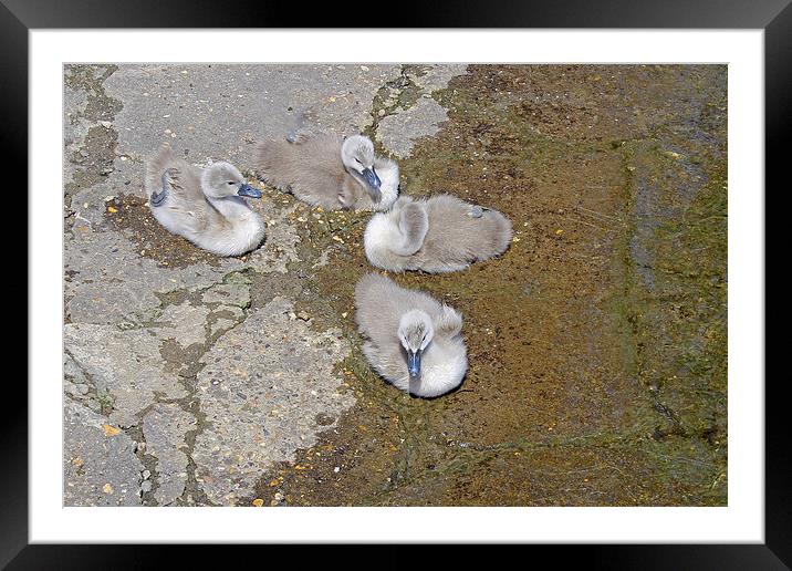 Cygnets Framed Mounted Print by Tony Murtagh