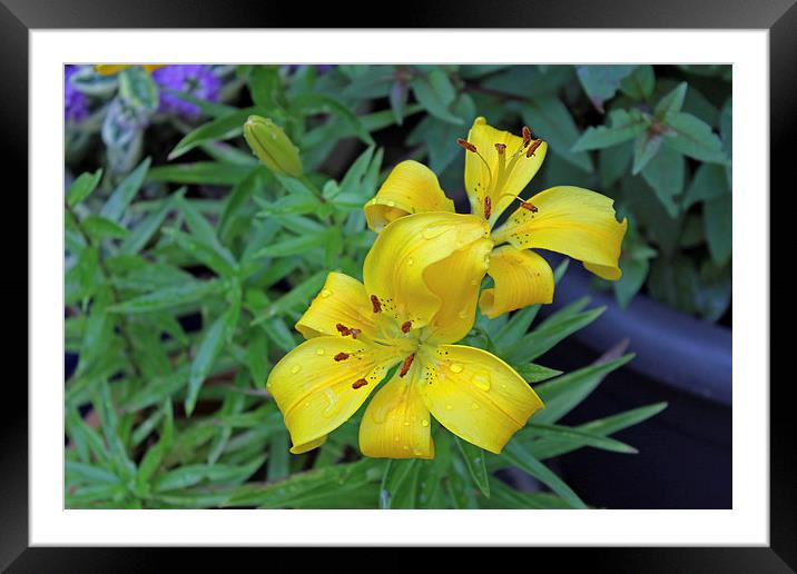 Asiatic Lily Framed Mounted Print by Tony Murtagh