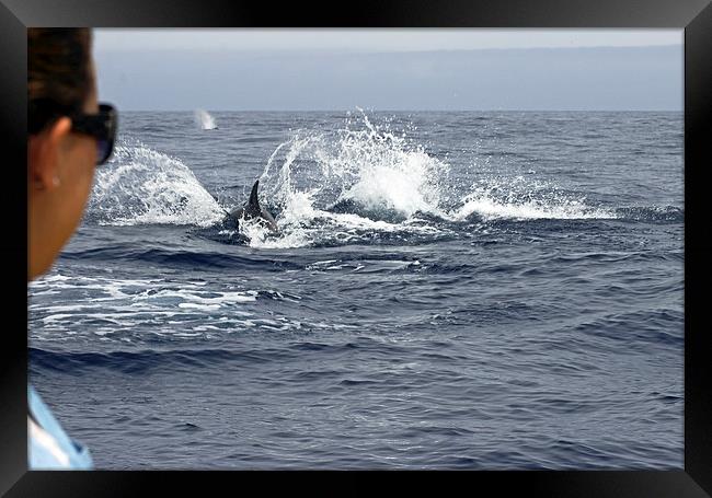 Dolphin Watching Framed Print by Tony Murtagh