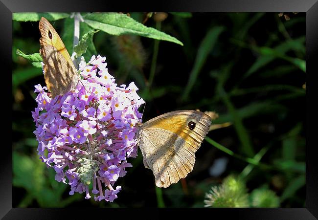 Meadow Brown butterfly   Framed Print by Tony Murtagh