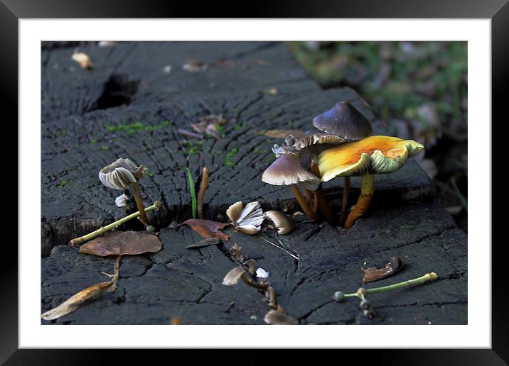 Mushrooms on a Bench Framed Mounted Print by Tony Murtagh