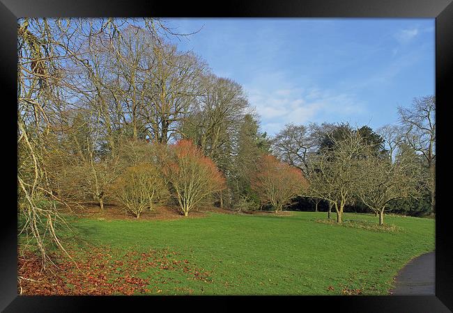 Batsford Arboretum Framed Print by Tony Murtagh