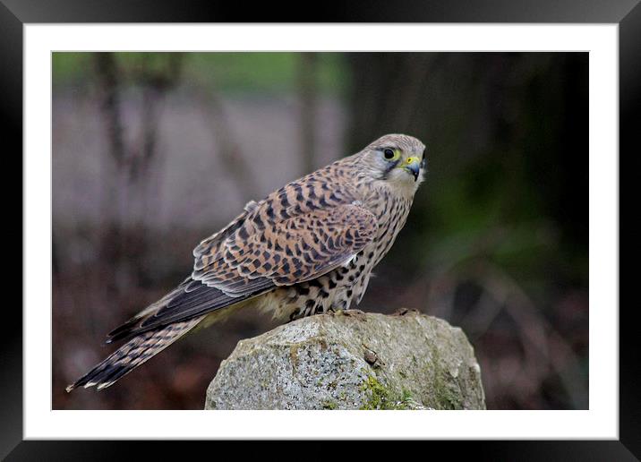 Kestrel  Framed Mounted Print by Tony Murtagh