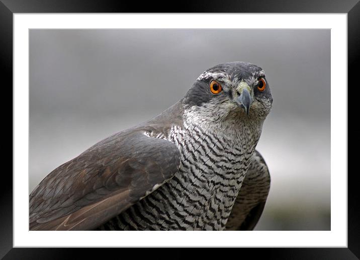  Male Sparrowhawk. Framed Mounted Print by Tony Murtagh