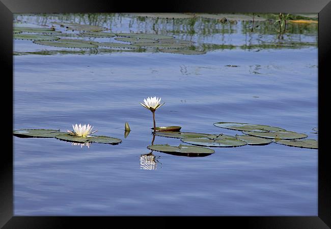 Water Lilies Framed Print by Tony Murtagh