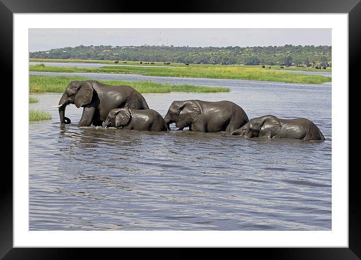  Elephants Crossing Chobe River  Framed Mounted Print by Tony Murtagh