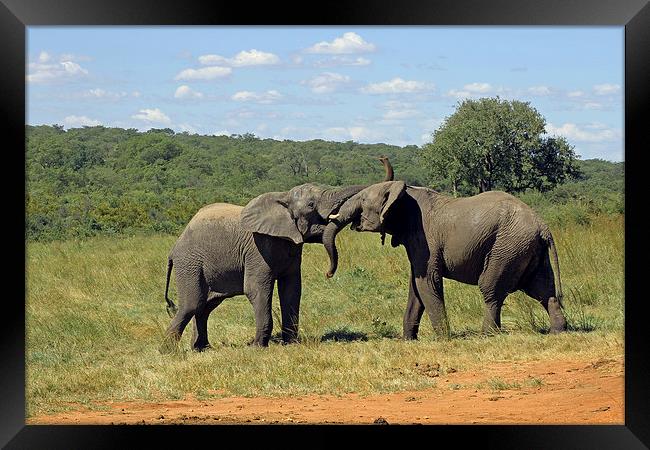 Pair of Elephants Framed Print by Tony Murtagh
