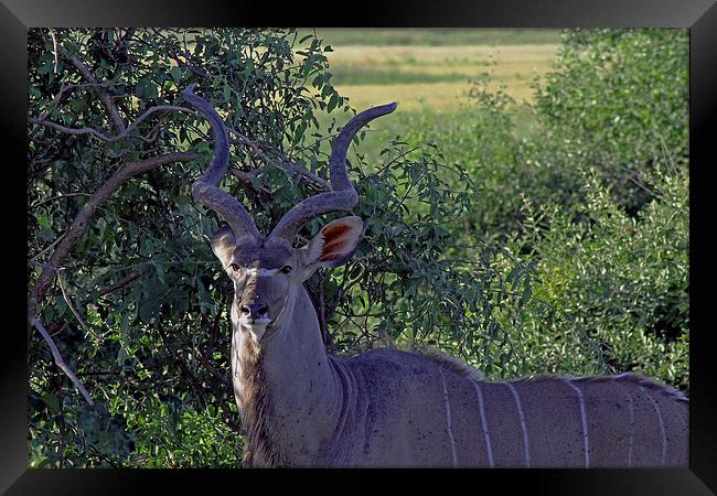 Kudu  Framed Print by Tony Murtagh