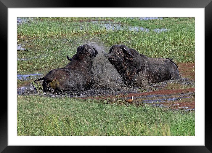  Buffalo Fighting Framed Mounted Print by Tony Murtagh