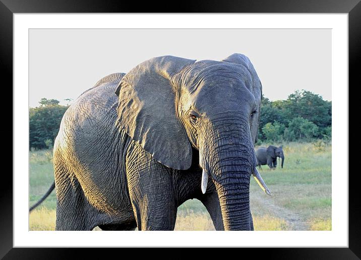  Presidential Elephant Framed Mounted Print by Tony Murtagh