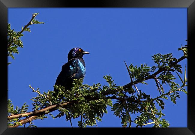 Glossy Starling  Framed Print by Tony Murtagh